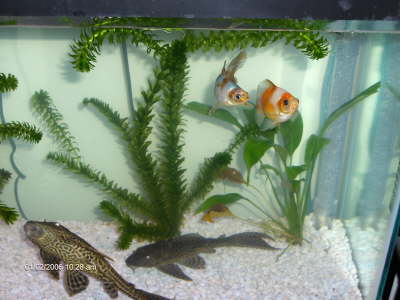 Heckle Jeckle and the Slurpees