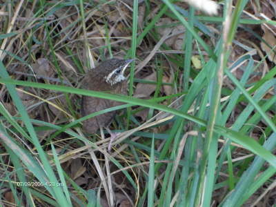 The baby brown bird...