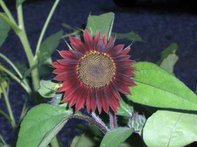 Red Sunflowers